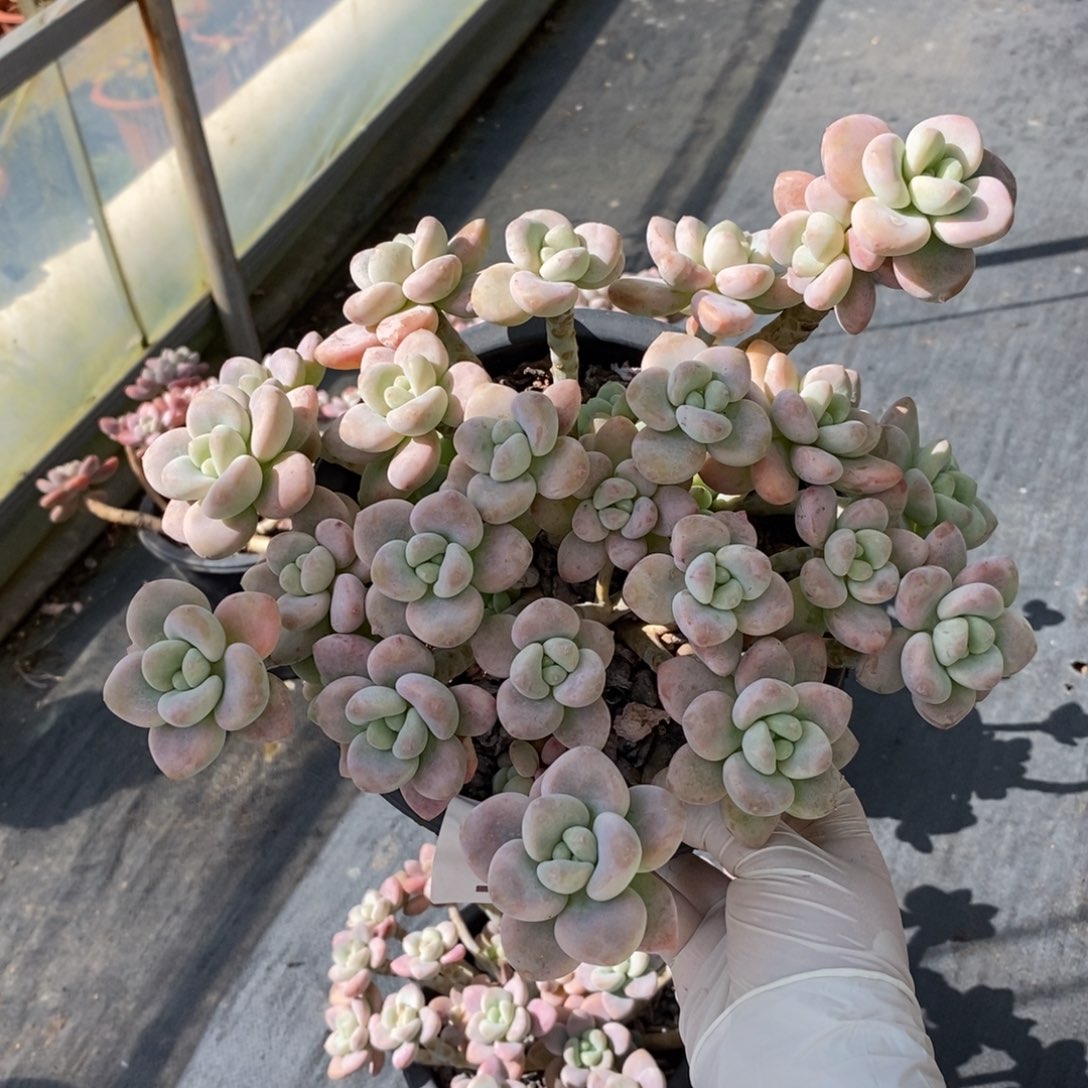 365洛神整桩一物一拍