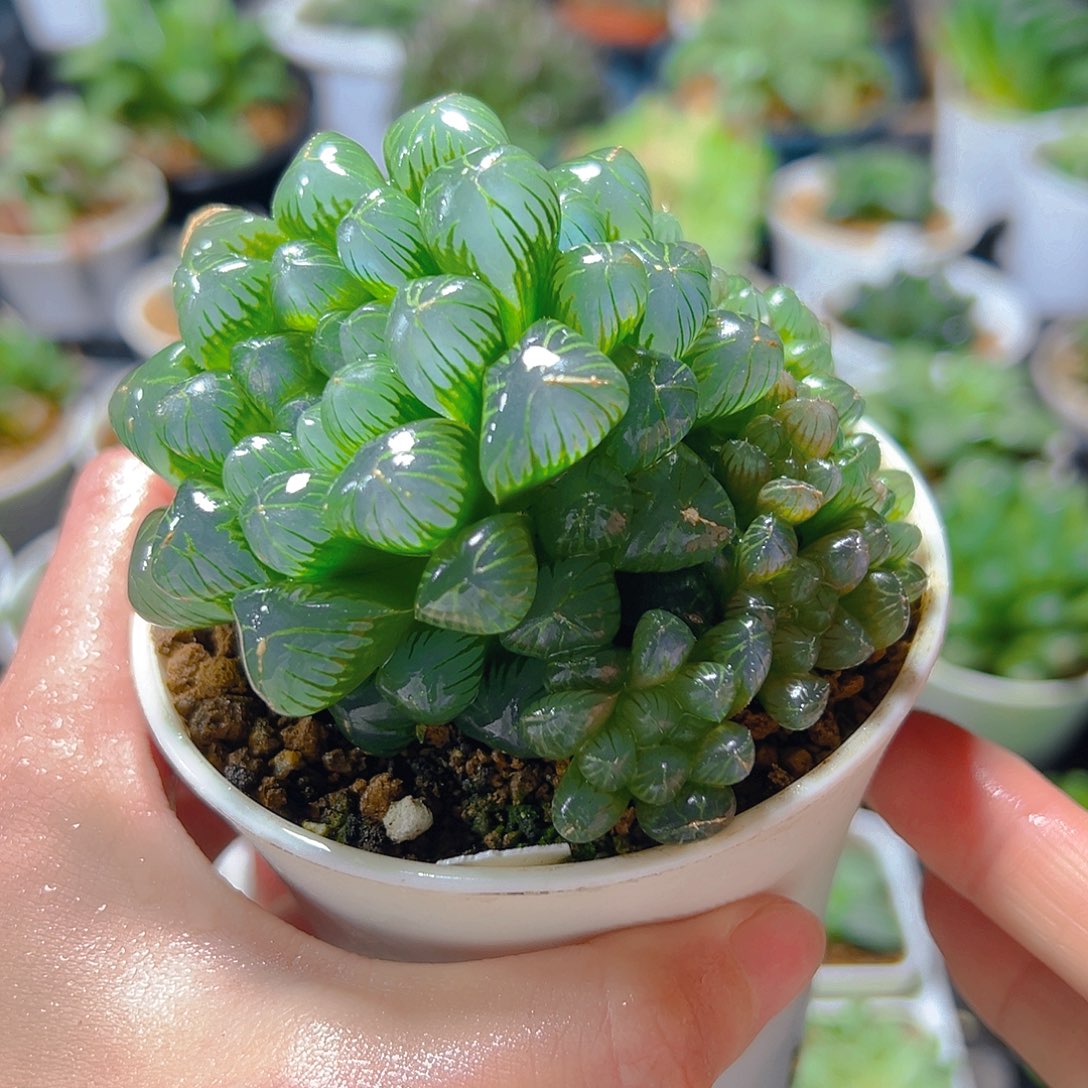 5187多肉植物一颗多肉