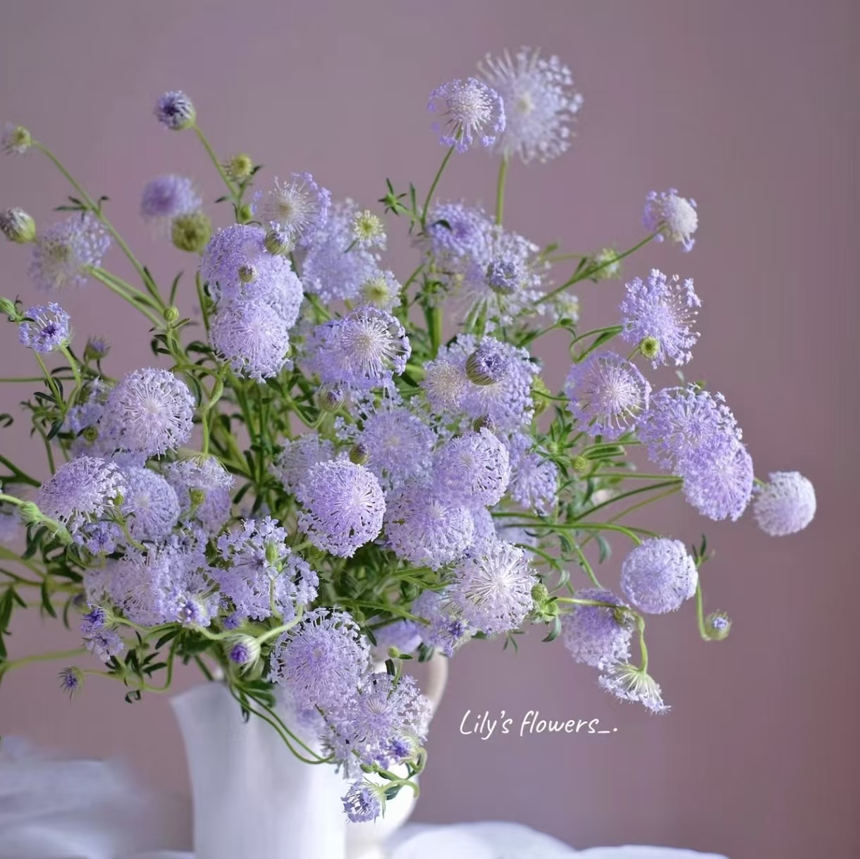 【紫色翠珠】高品质全店两单顺丰冷链包邮家居鲜花养护