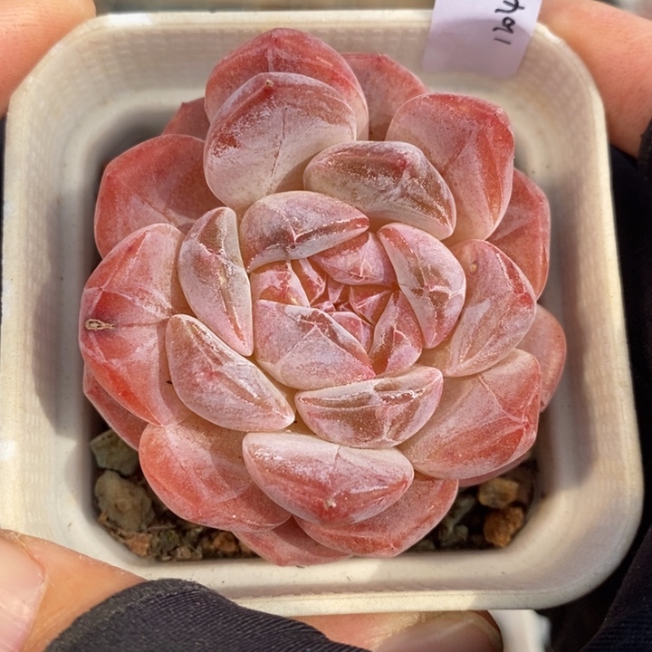 1204-616'粉魄多肉