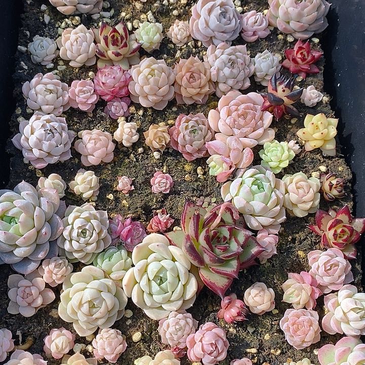 36 多肉植物盆栽花卉植物