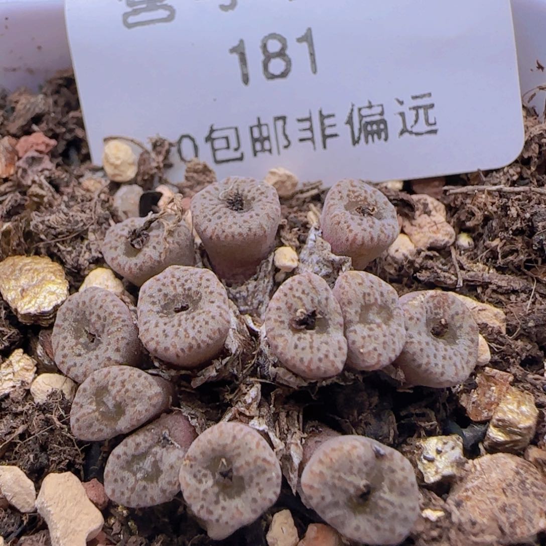 小S.