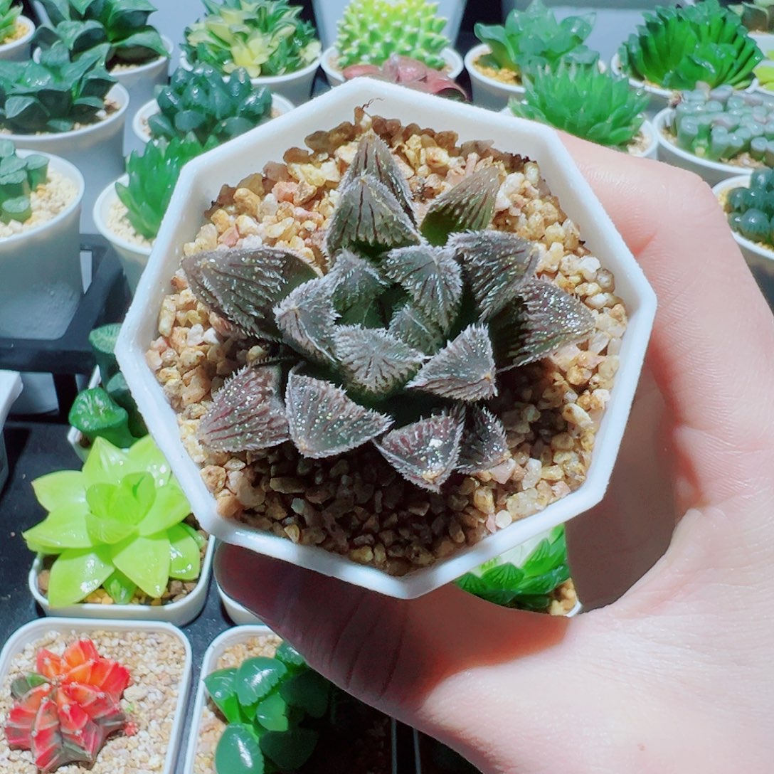 直播间，狼蛛，5.8，666