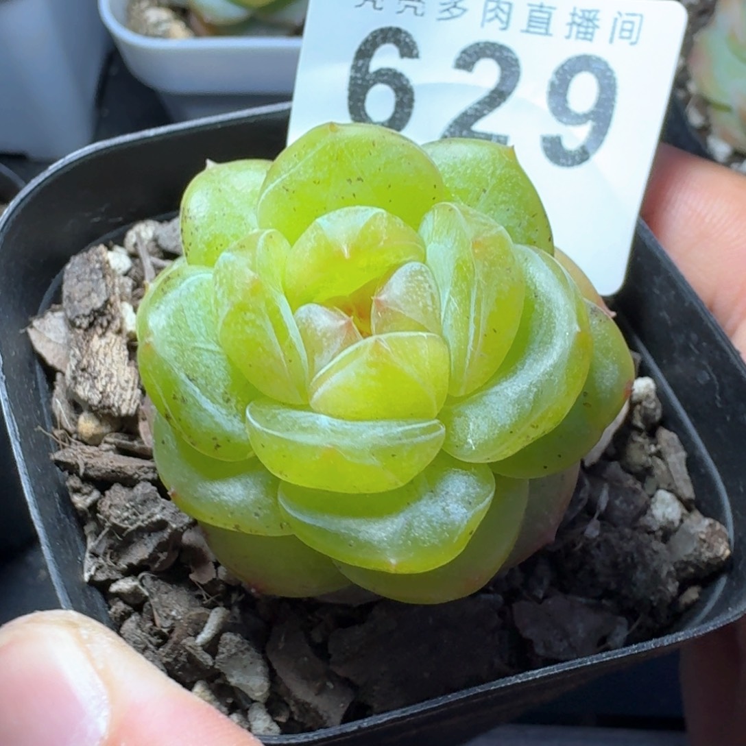 孤品捡漏珍妮            多肉植物