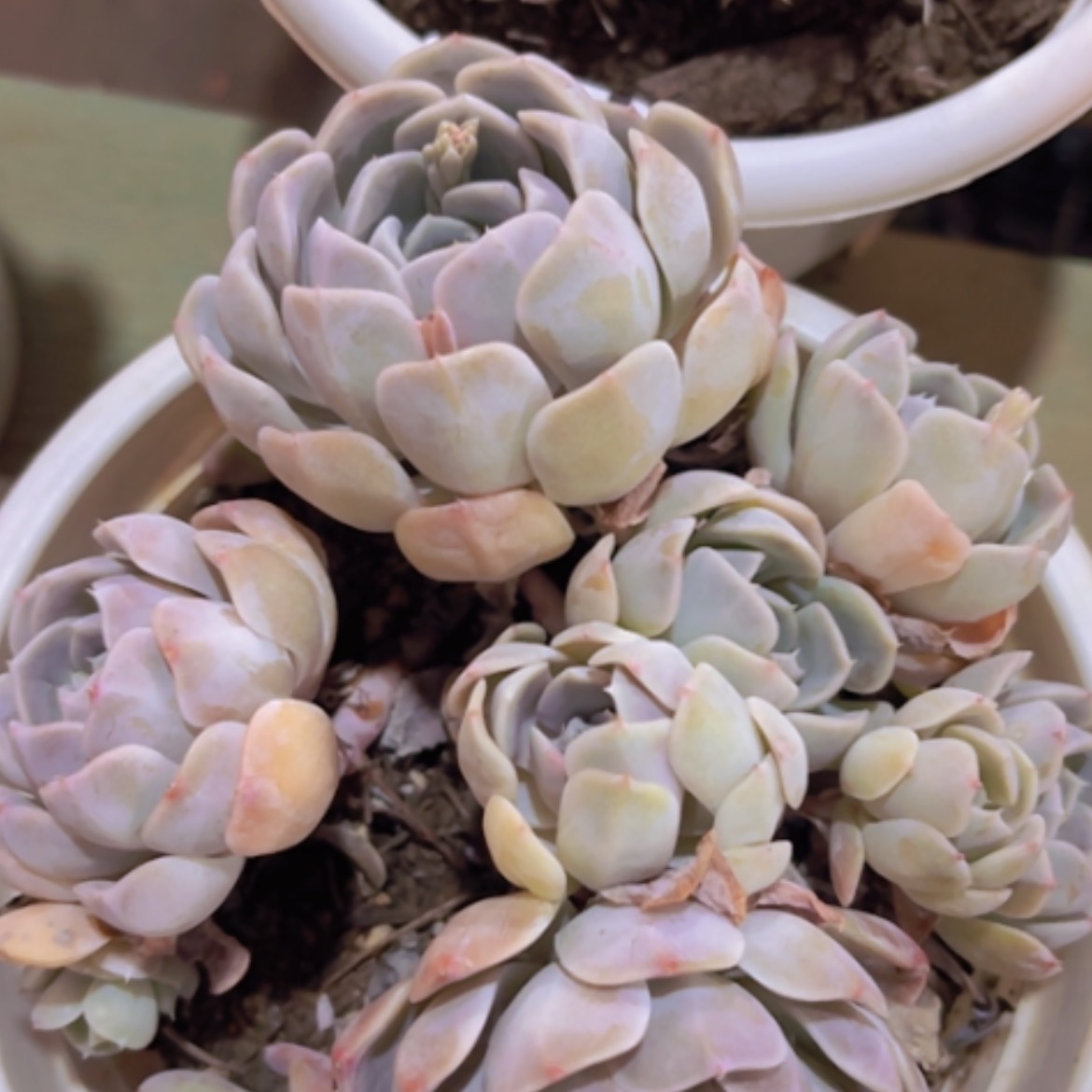 【闪购商品】汉堡20337