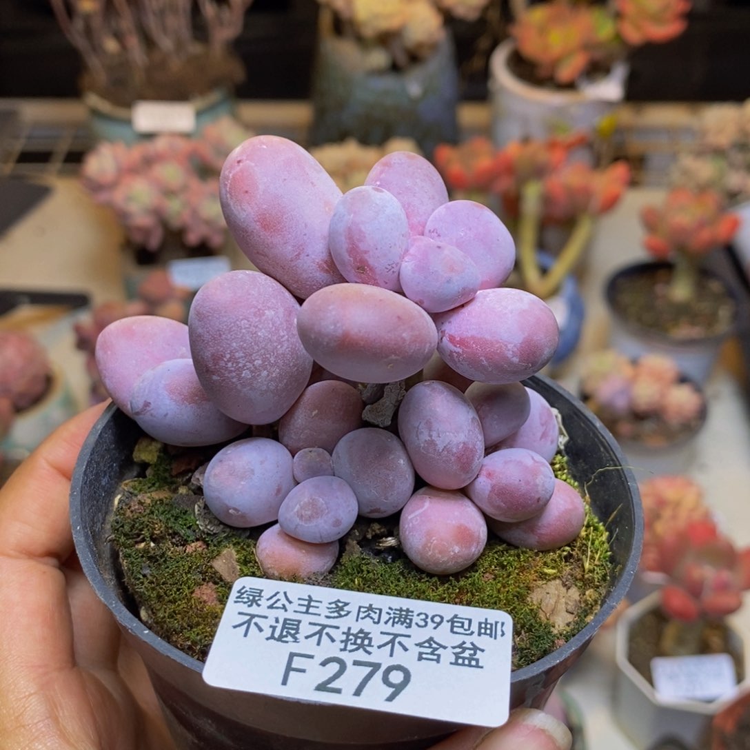 279芭比奶多肉7c m