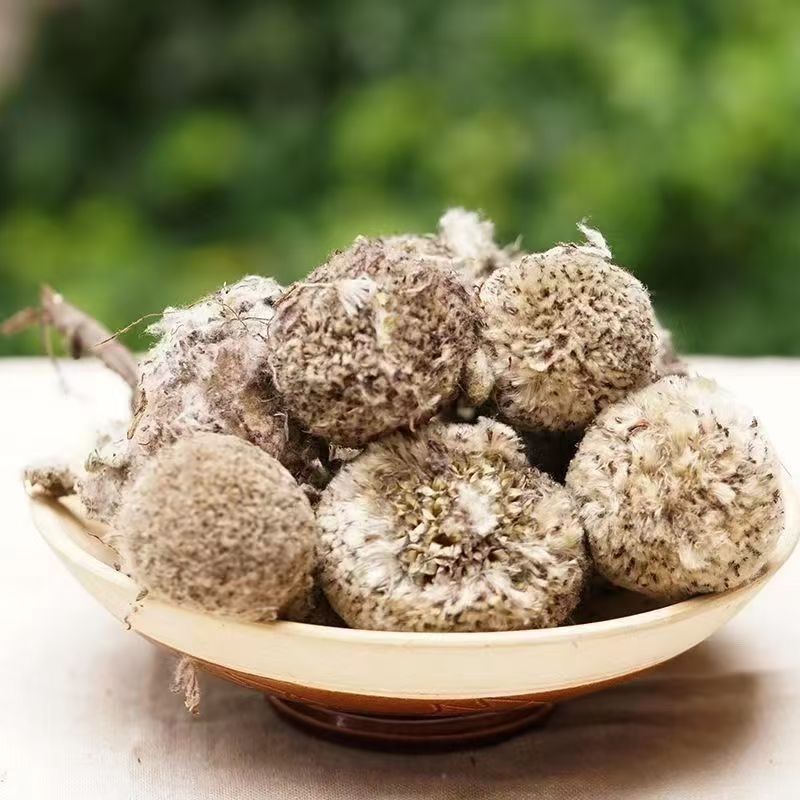 小静推荐  雪莲花幸福花圣洁花  益母草