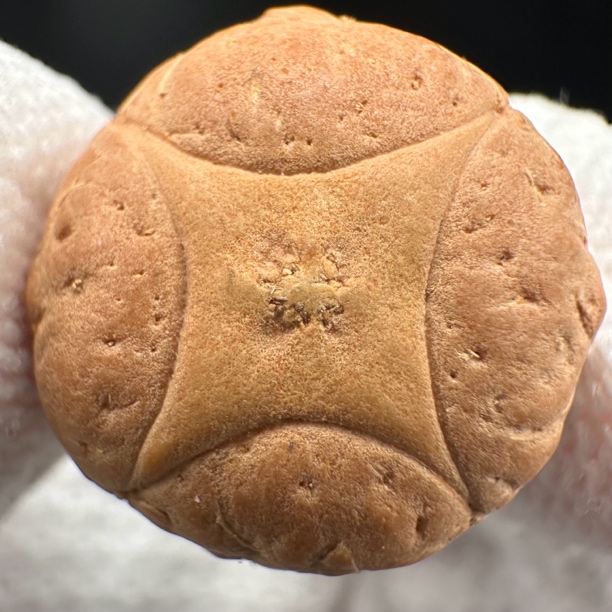 尼泊尔麒麟菩提、尺寸21、z系列、货号15