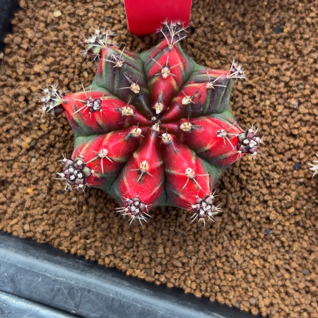 164-1214泰国发货多肉