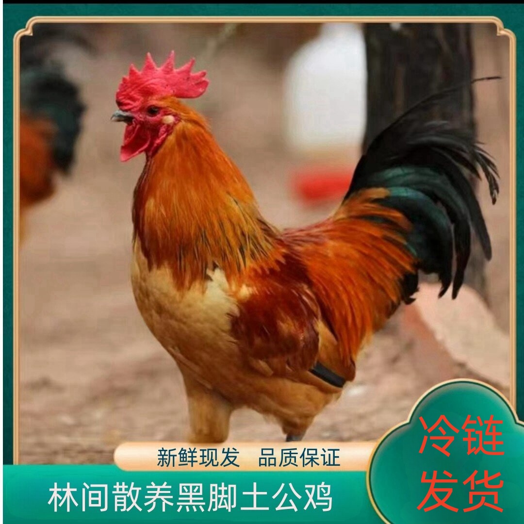 【大麦】买2送1 到手3只 林间散养1年黑脚土公鸡净重9-10斤带内脏