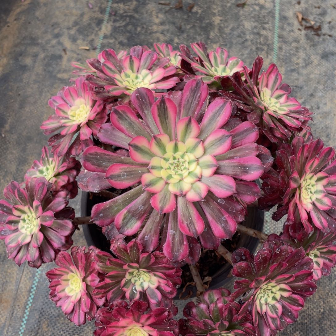 144红铜白精品法师多肉