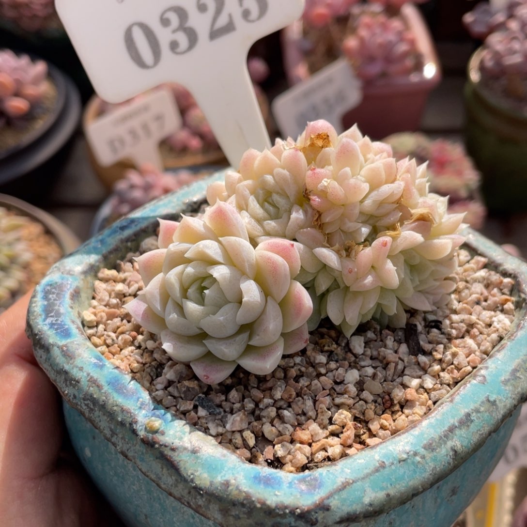 0325白月影缀不带盆7厘米