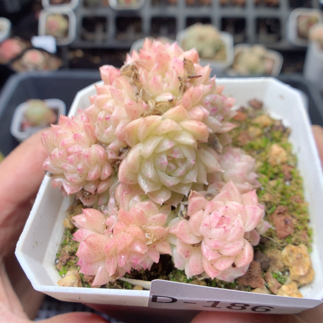 无花朵D186。yyyyyyyy