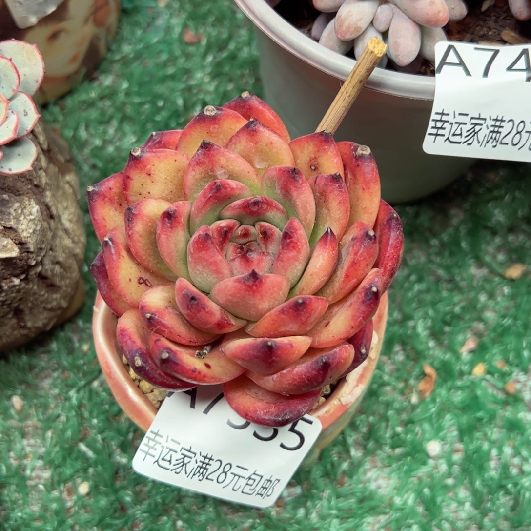 幸运的是我的朋友