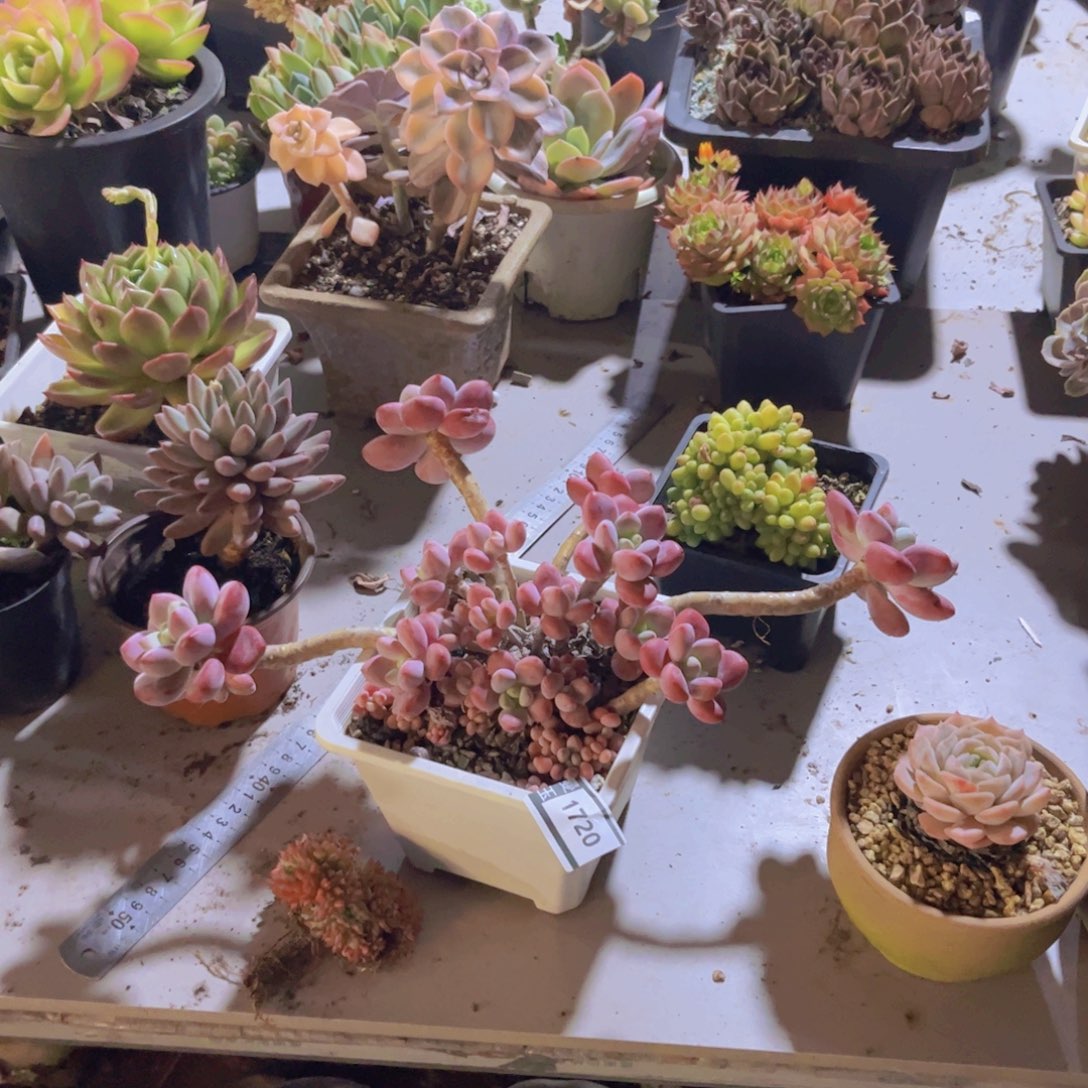 红洛神多肉植物1720