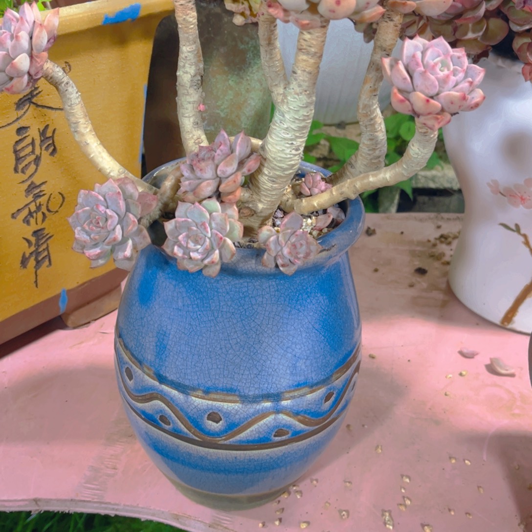 羊***花多肉植物保护研究所所长