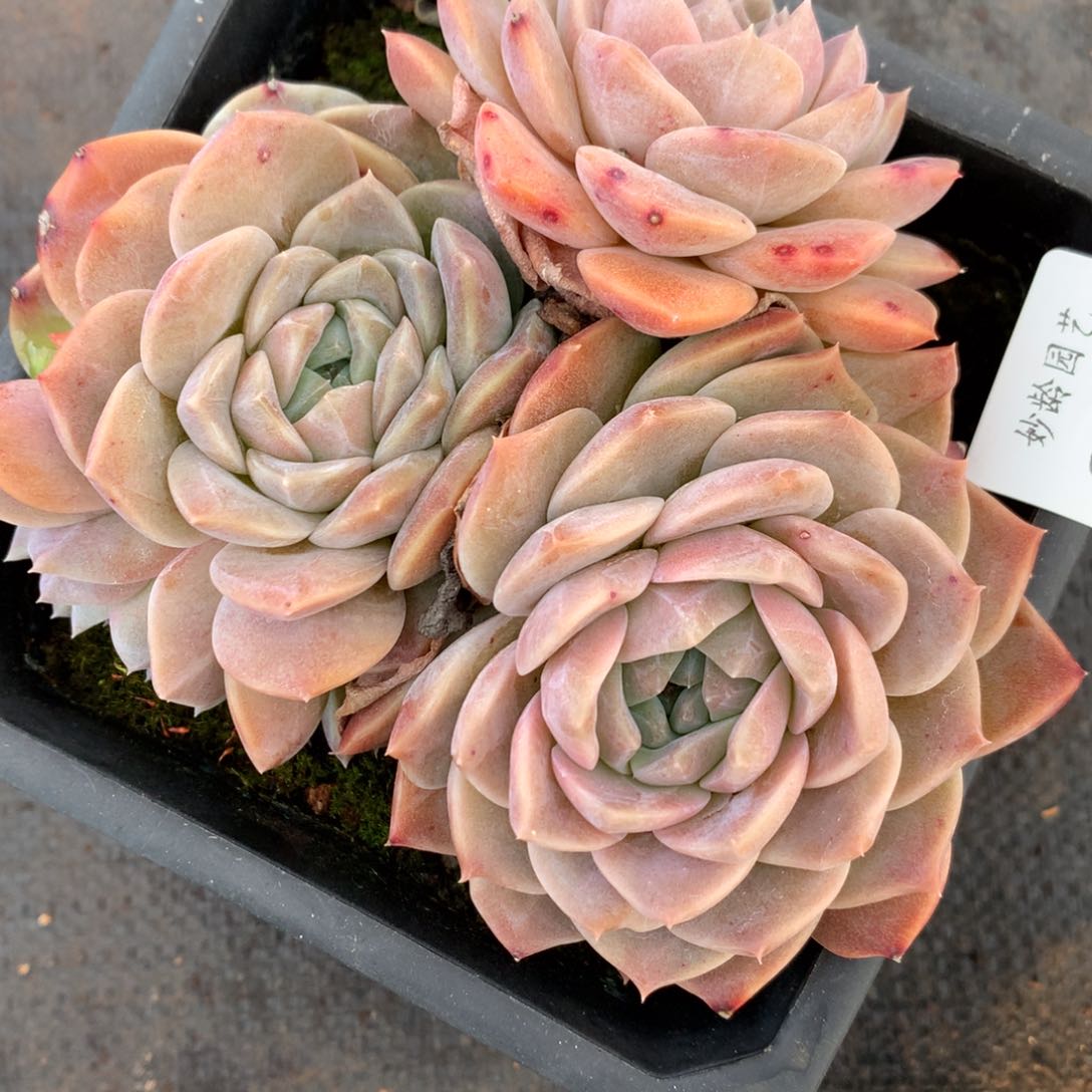 809杂交多肉13厘米