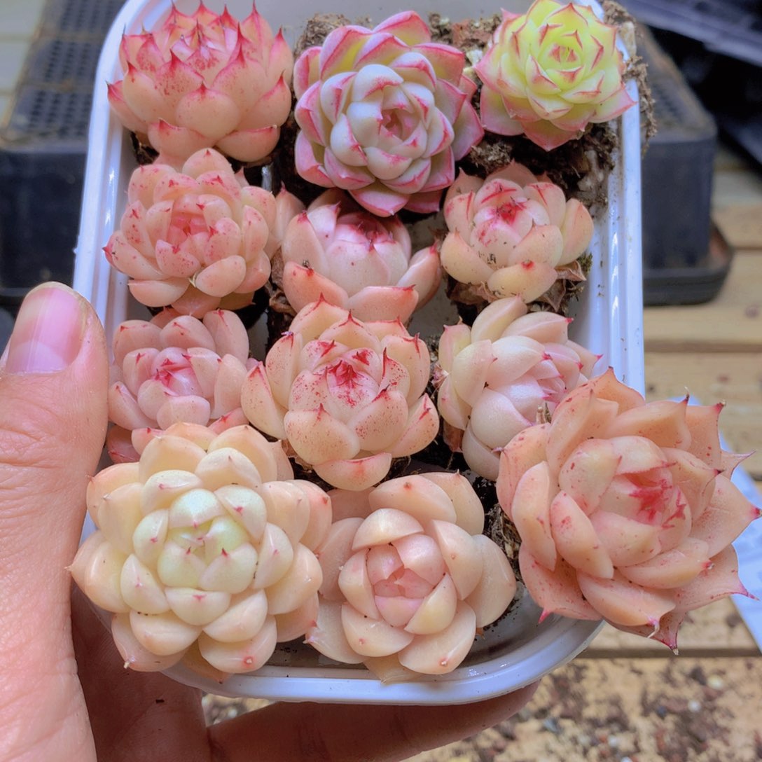 我要去看你了啊102