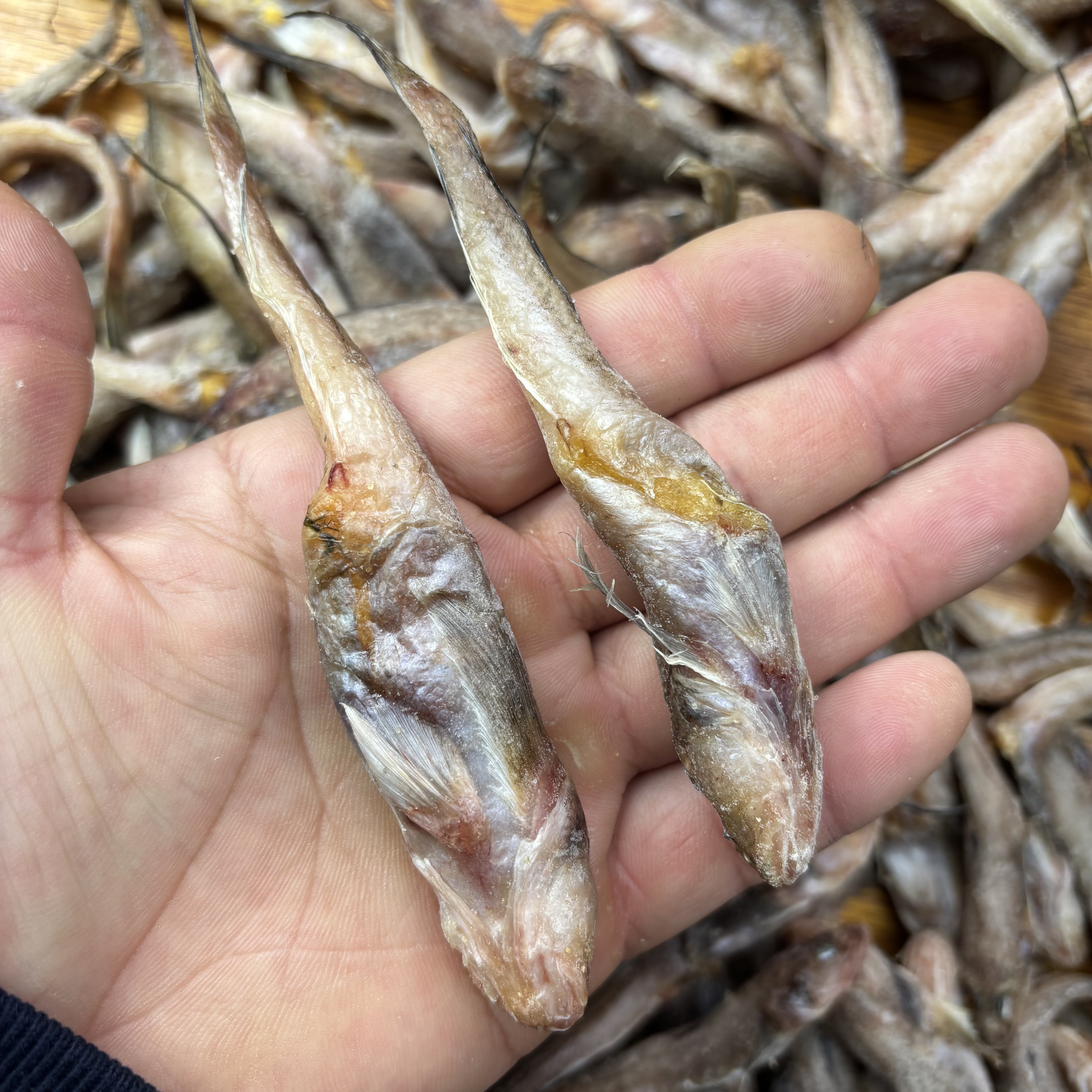 半干籽油光干（嫌小勿拍野生有大有小）渤海湾春季带籽油光干海鲶鱼