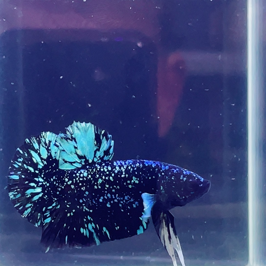 斗鱼印尼斗鱼的哦002