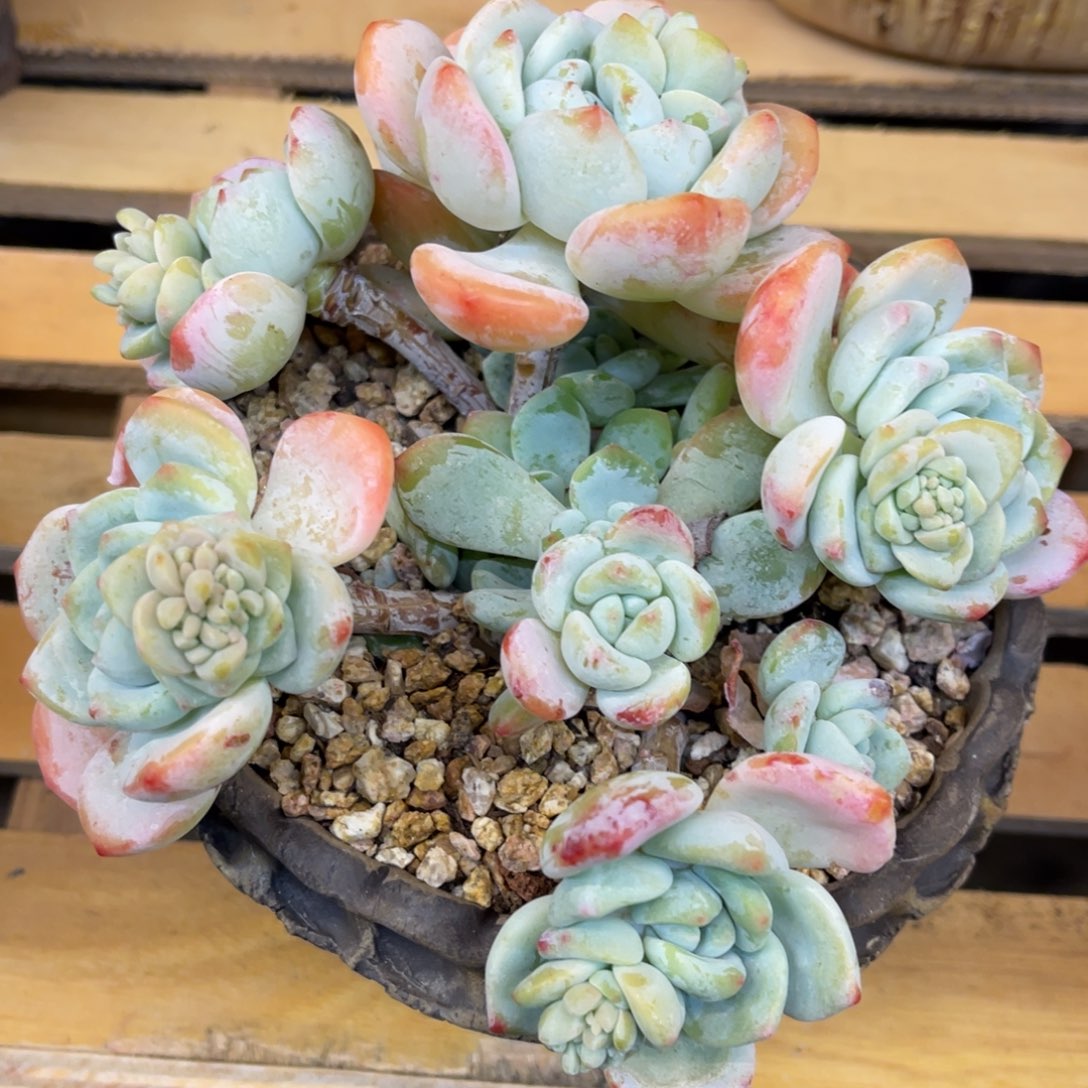 睡****型76767676886688383