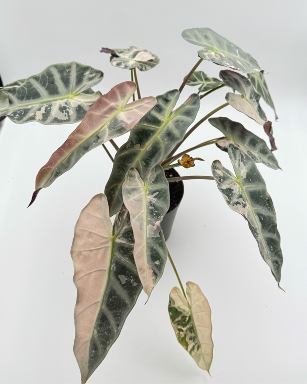 EMgarden |粉锦小仙女海芋种球 天南星科观叶热带植物