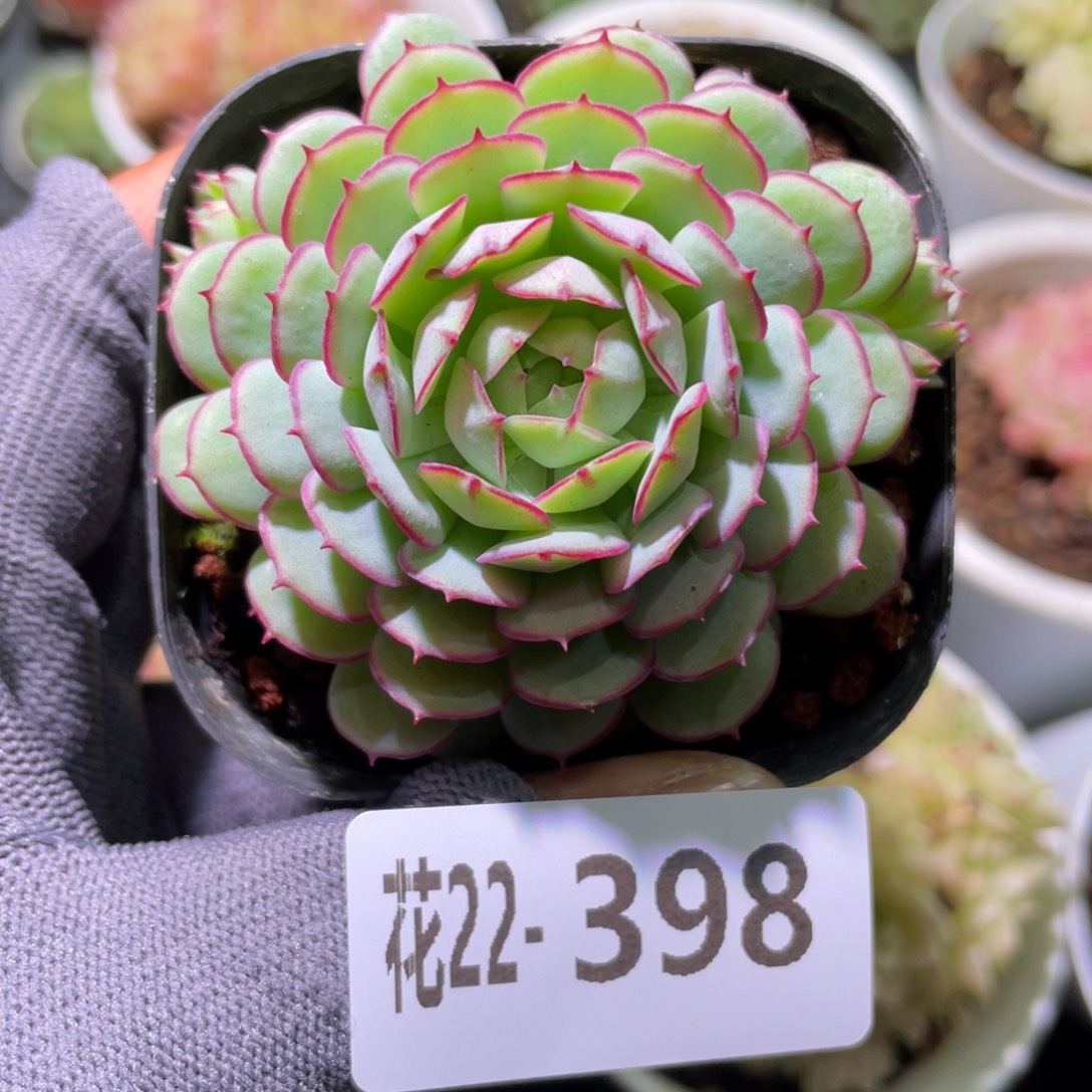 花利美22-398小红船