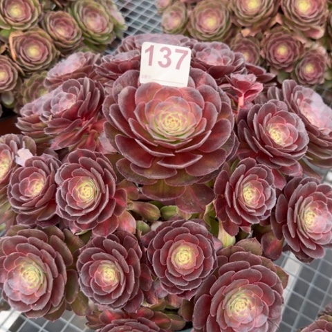 137抹茶35厘米左右