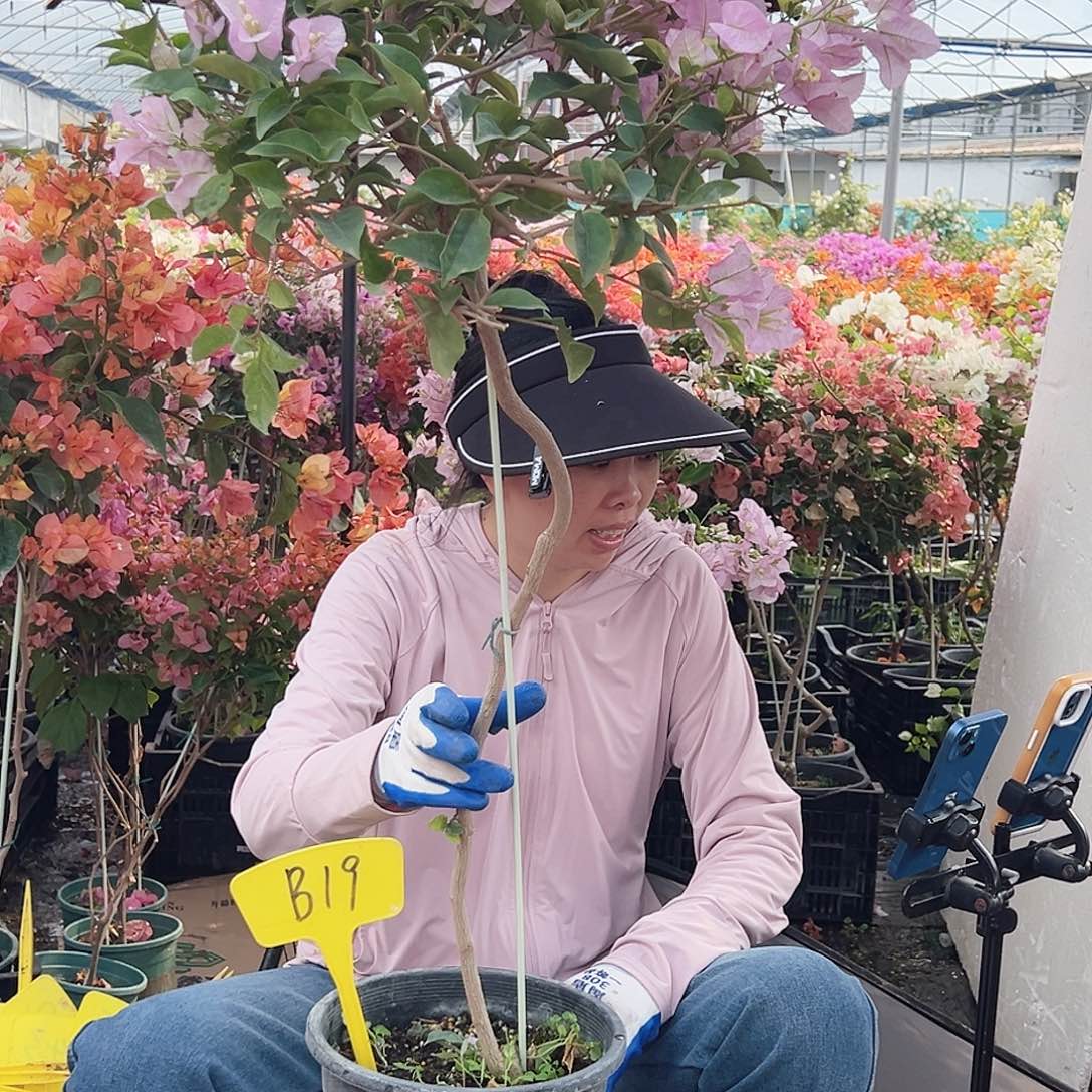 王***妞大部分花苞少量开放B19金边丽娜