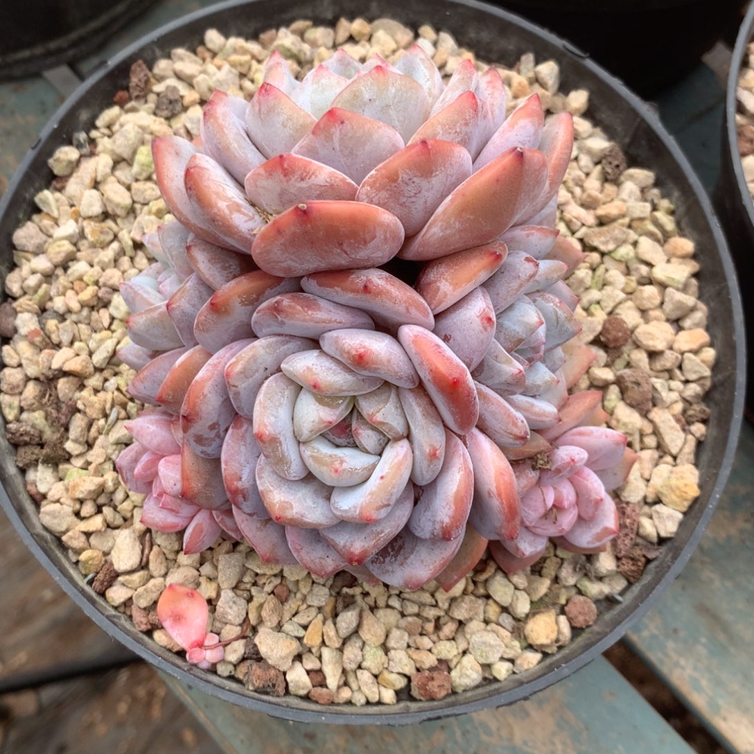无花朵哈哈哈哈哈哈哈哈18
