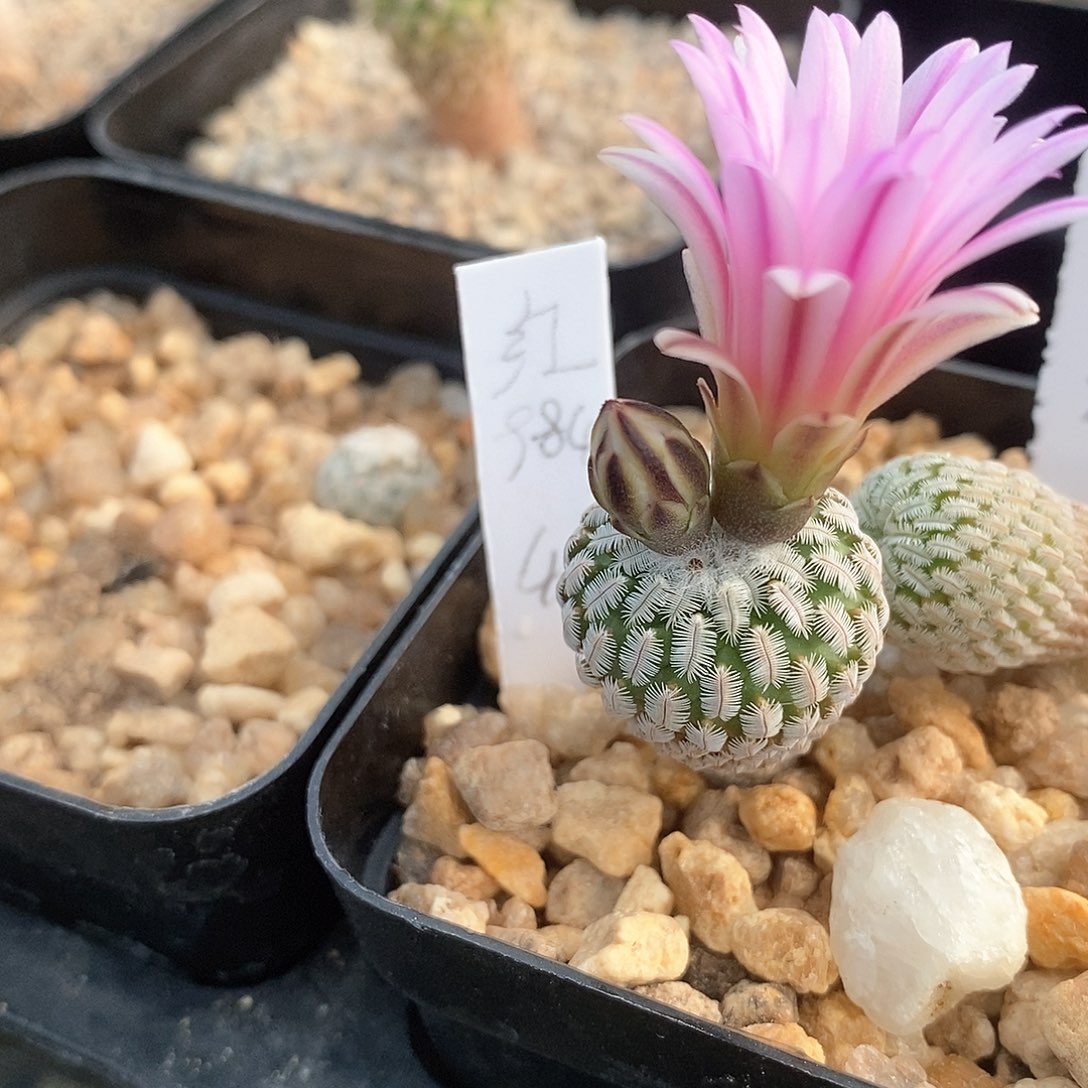 用****4花花花花花花花花