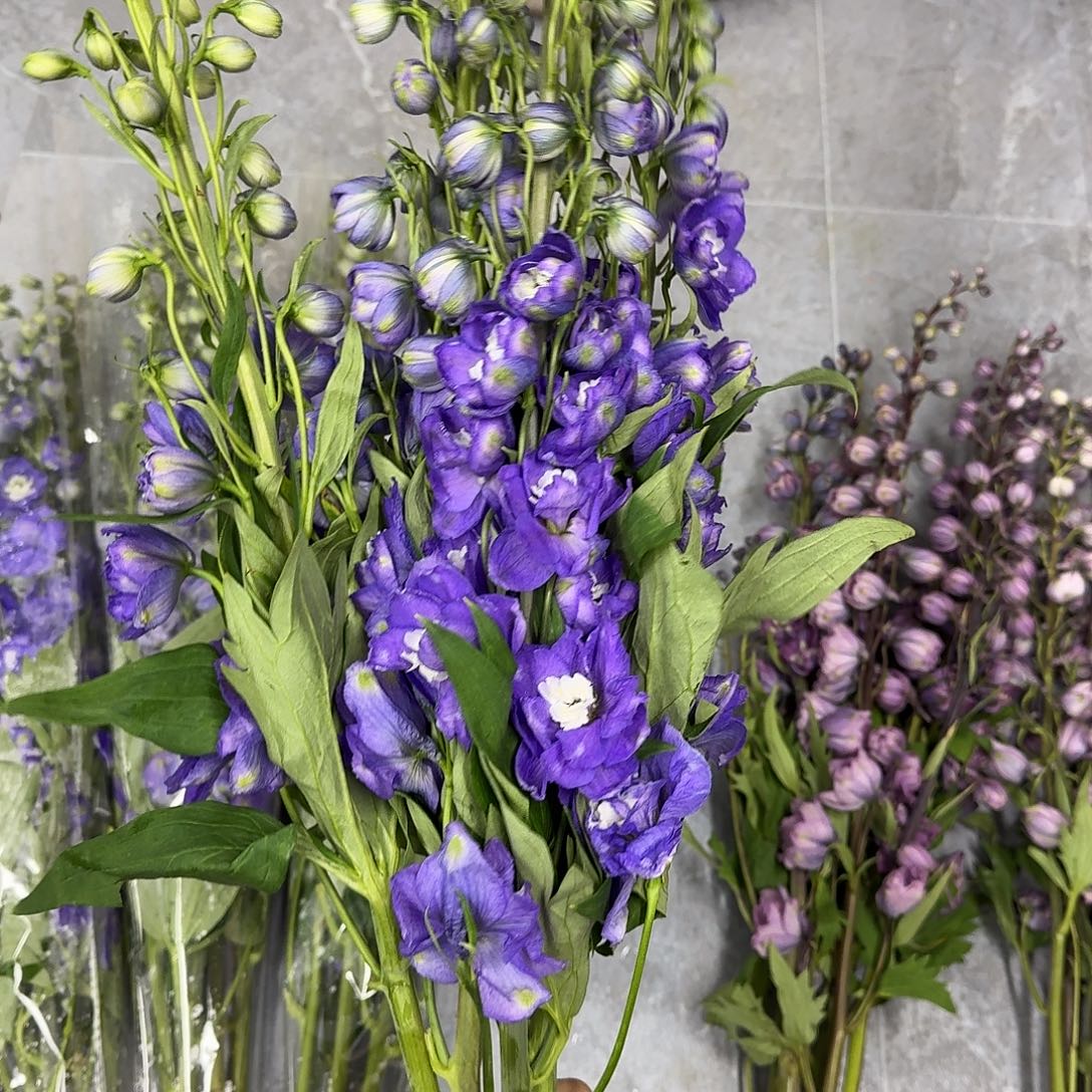 完全开放亮紫色5支！任选三件顺丰空运