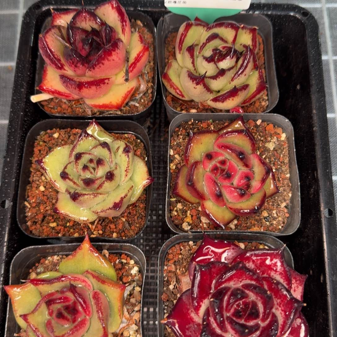 从前慢多肉编号0119-223