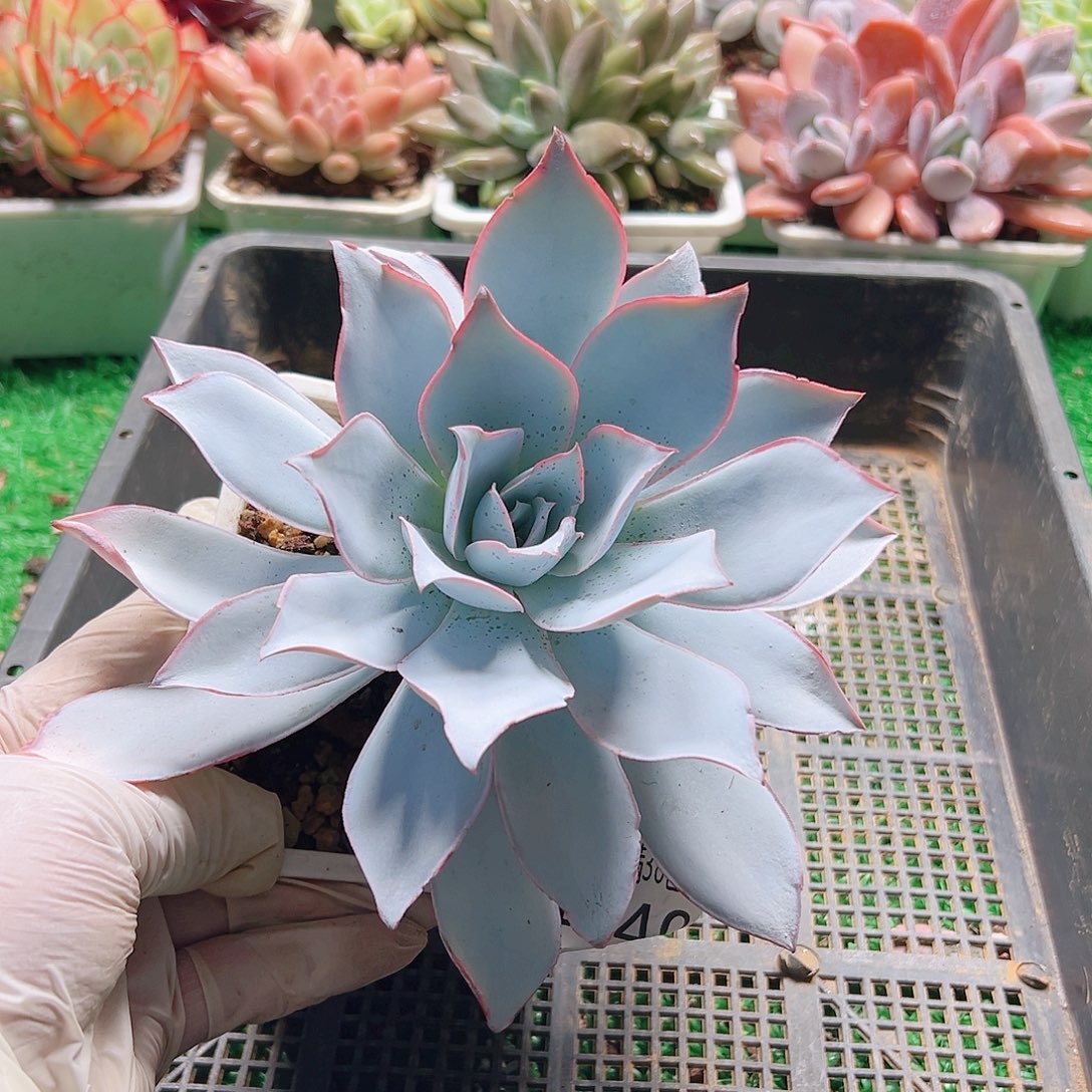 无花朵多肉一物一拍植物4440