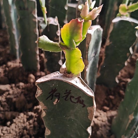 荷花仙子嫁接加保温微瑕78