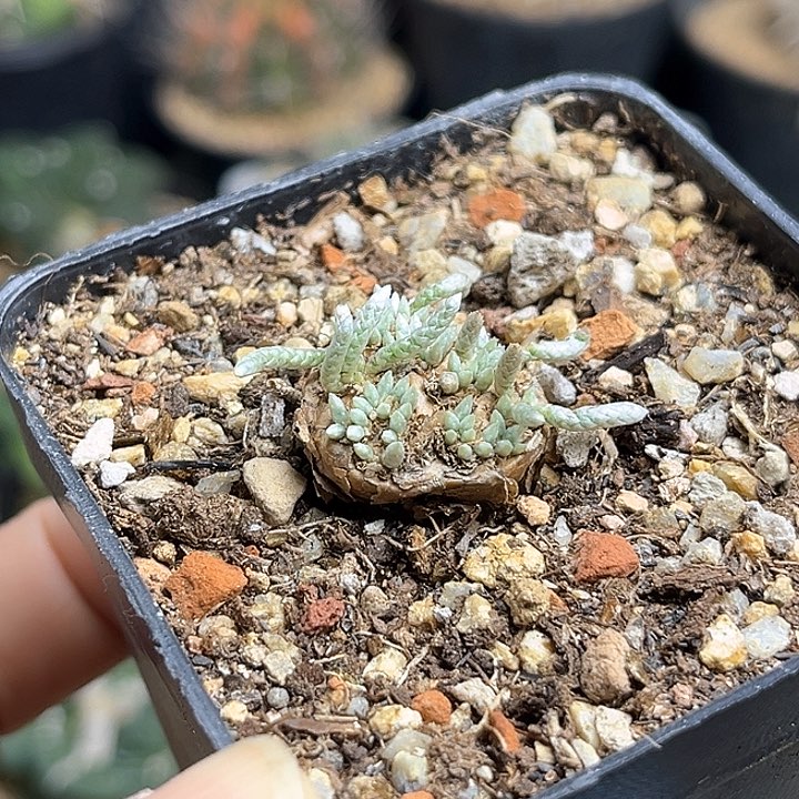 红花韧锦产地实生1.9公分