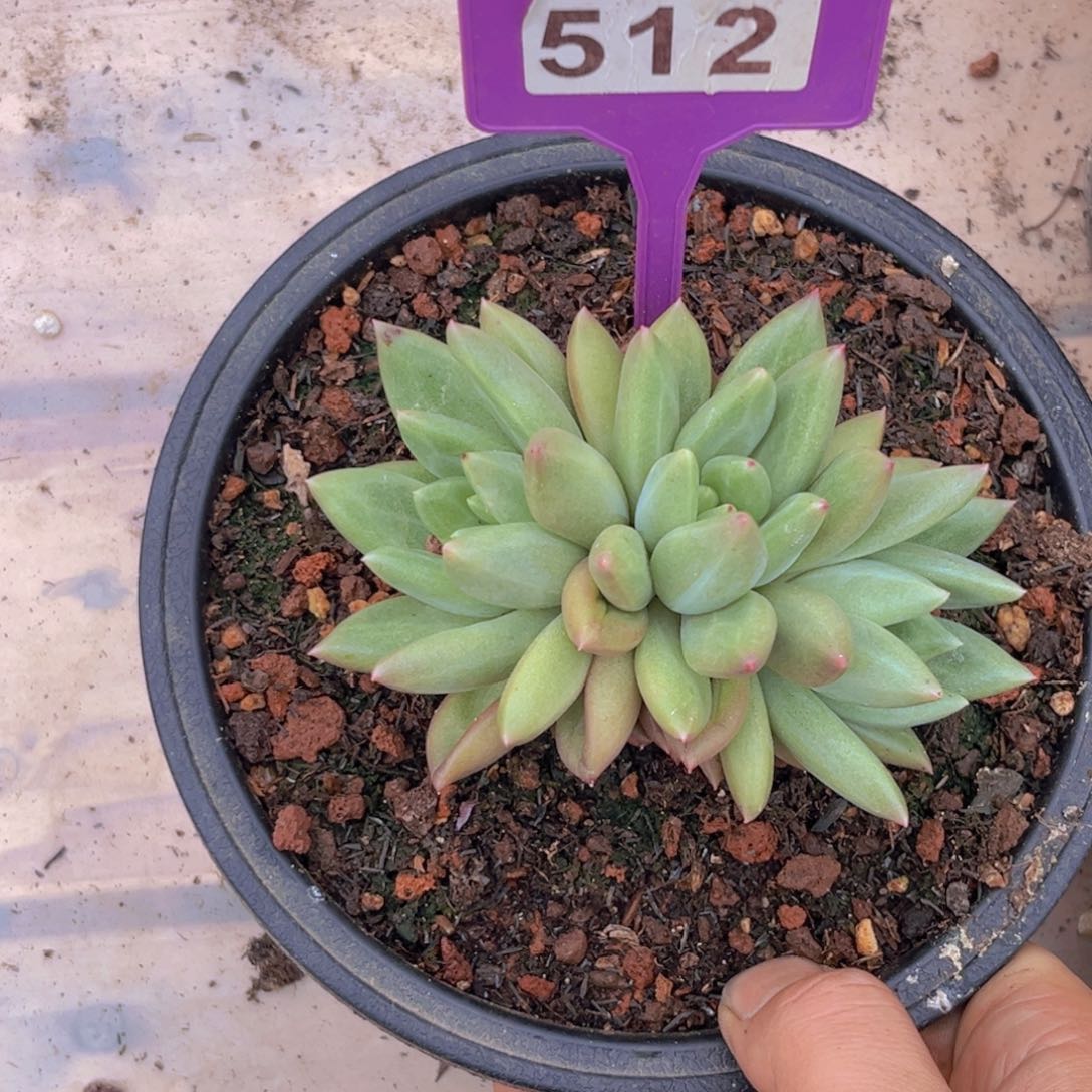 多肉植物米其林512