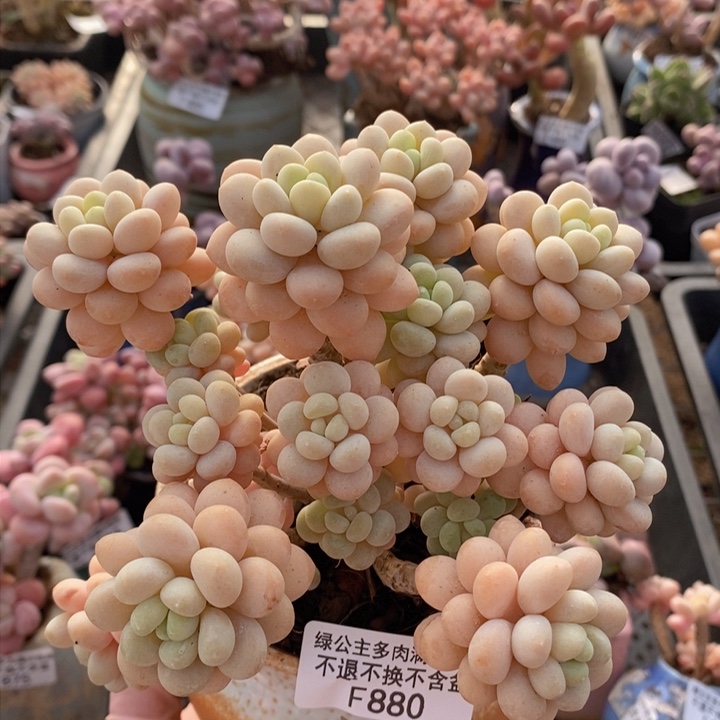 洛可可老桩12cm880多肉植物