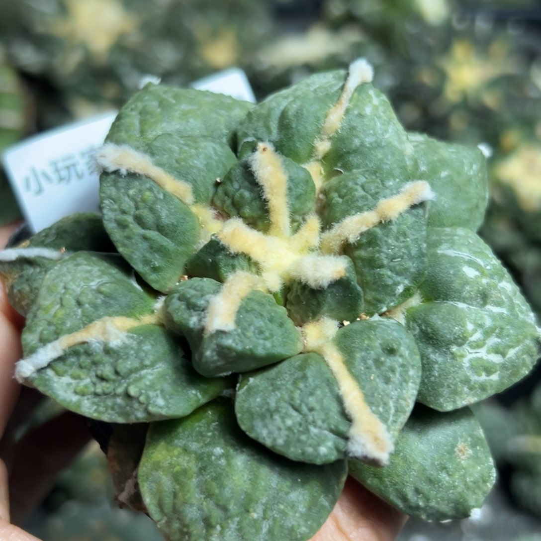 311脱土带根发货