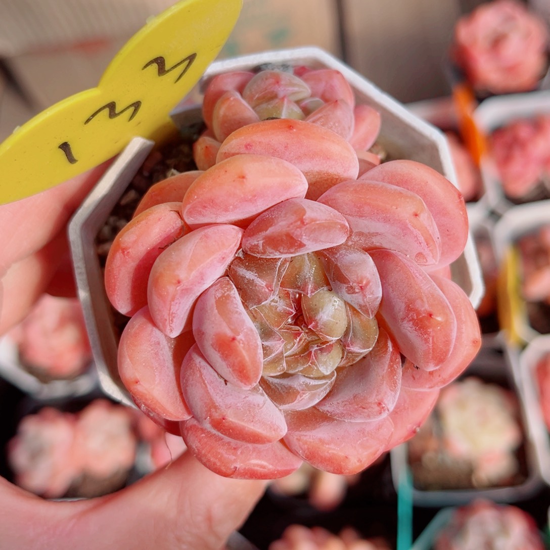 133号小老桩糖心双头