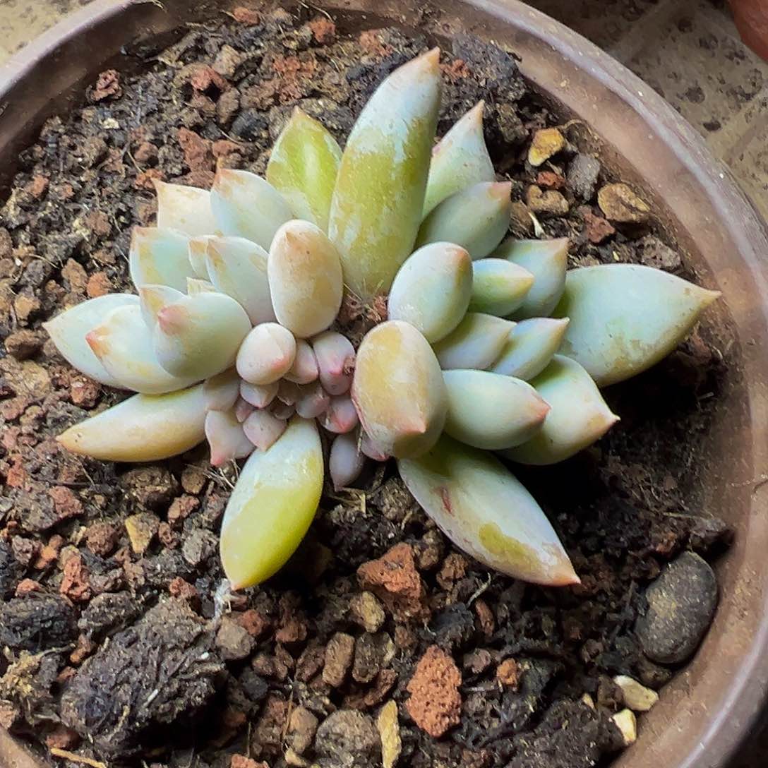 哥特萝莉小群生19.9