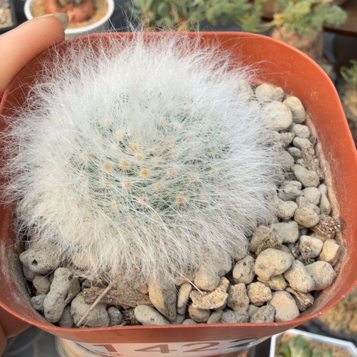 无刺丽光殿1422 （满28包邮）