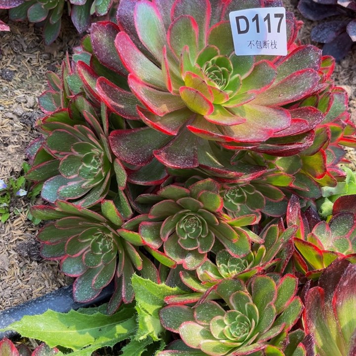 117花妖多肉法师不包断枝