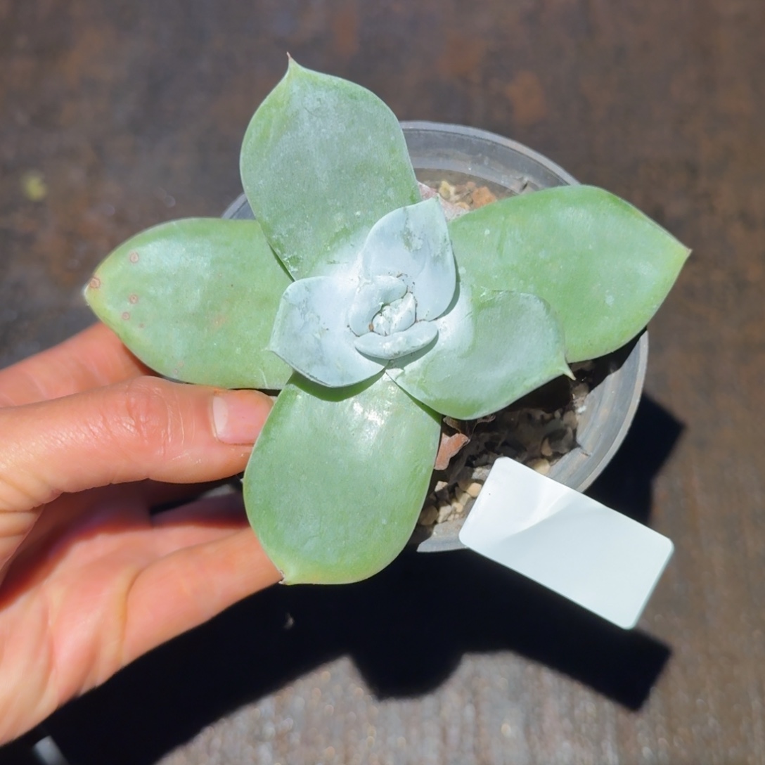 3代杂交仙女杯多肉福利