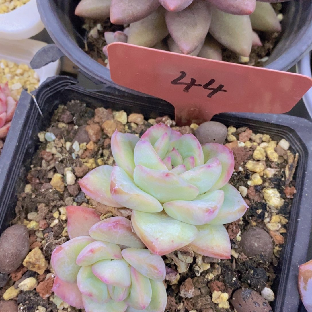 今天开心，精品多肉，一物一拍