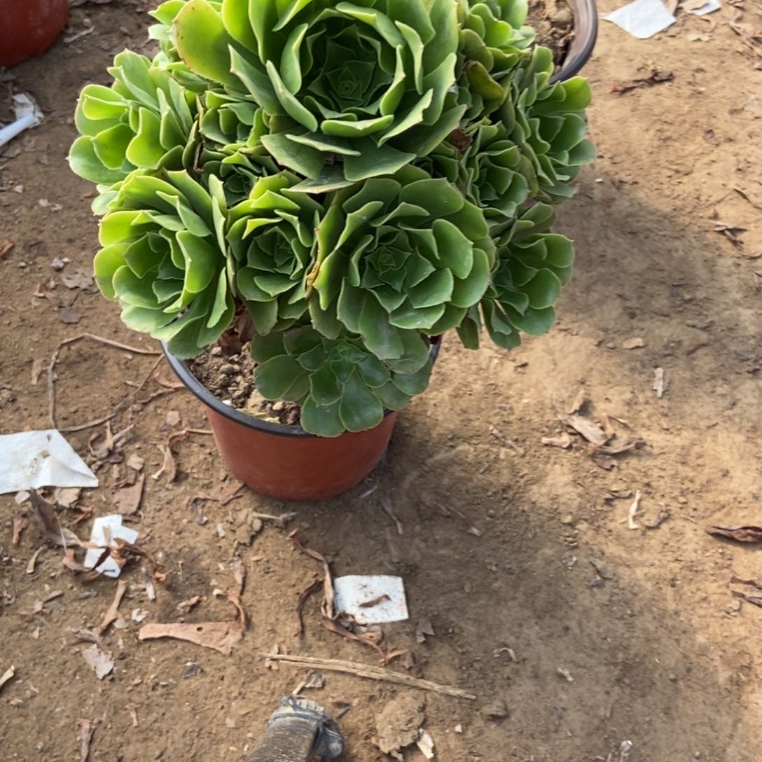 木***呀无花朵8号链接绿杨荣法师