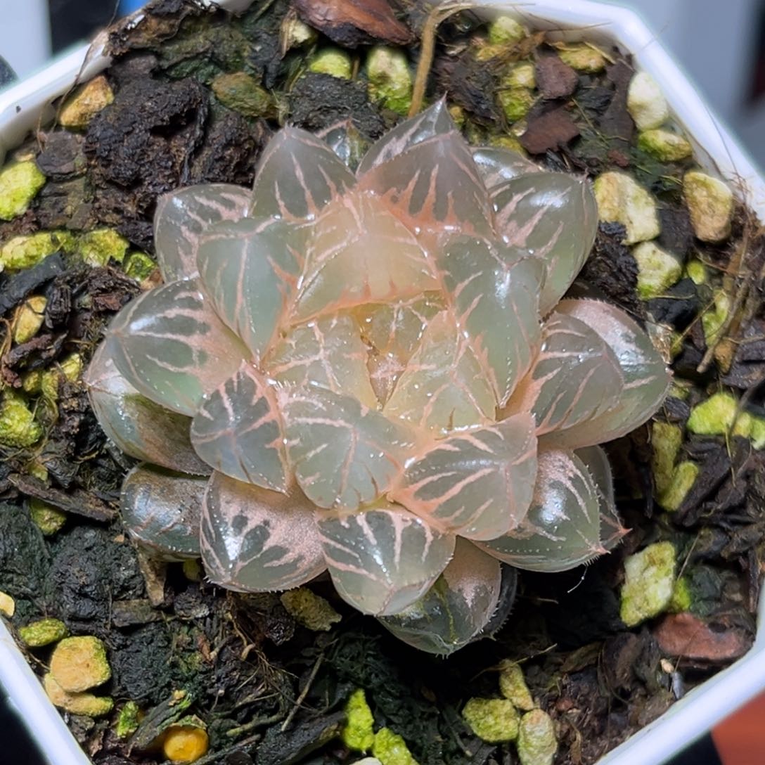 恭喜发财大吉大利984