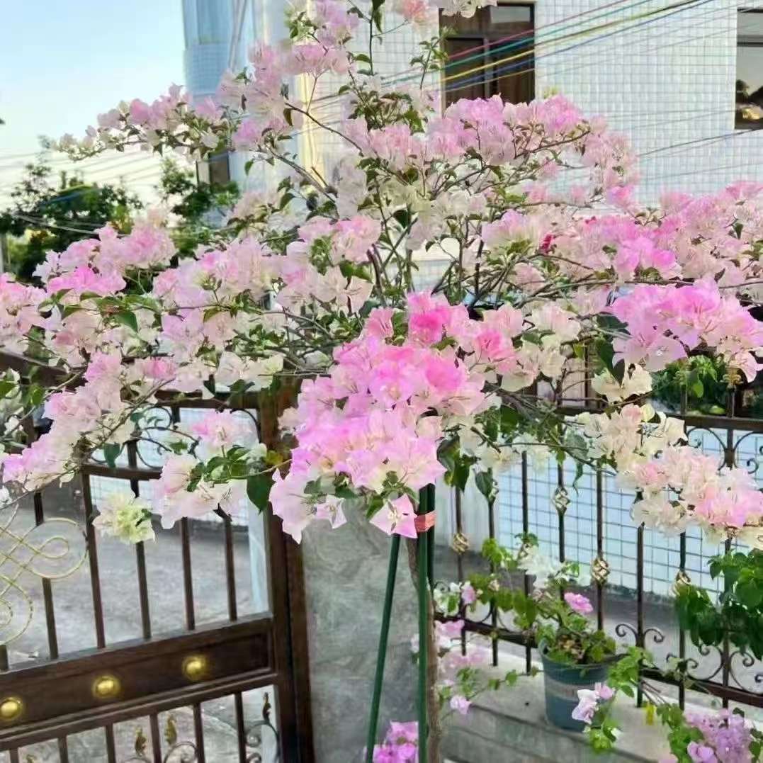 顺丰包邮【3绿樱】三角梅四季勤花庭院阳台爬藤盆栽易活花卉绿植