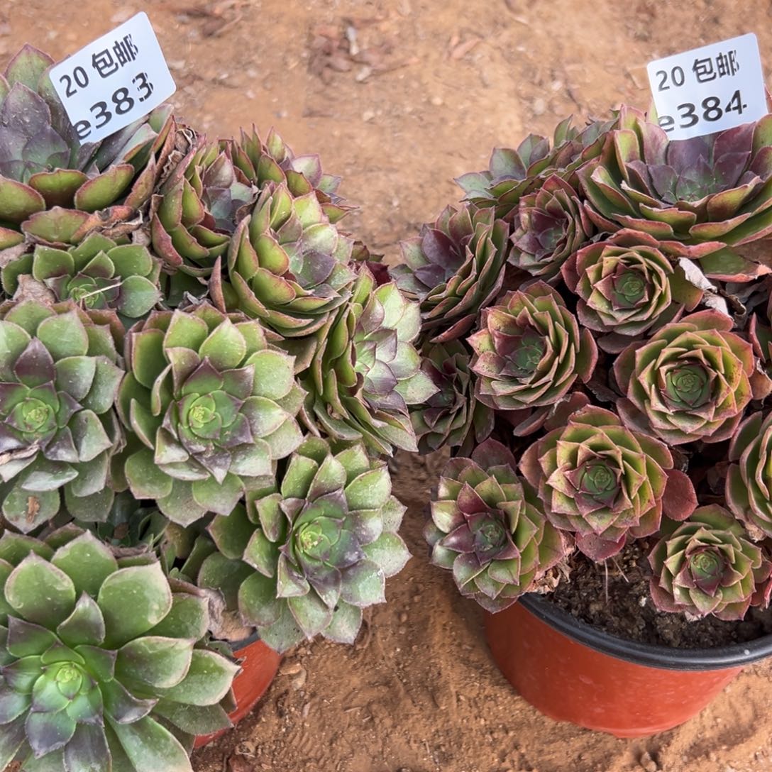 素***言2颗红魔，多肉法师