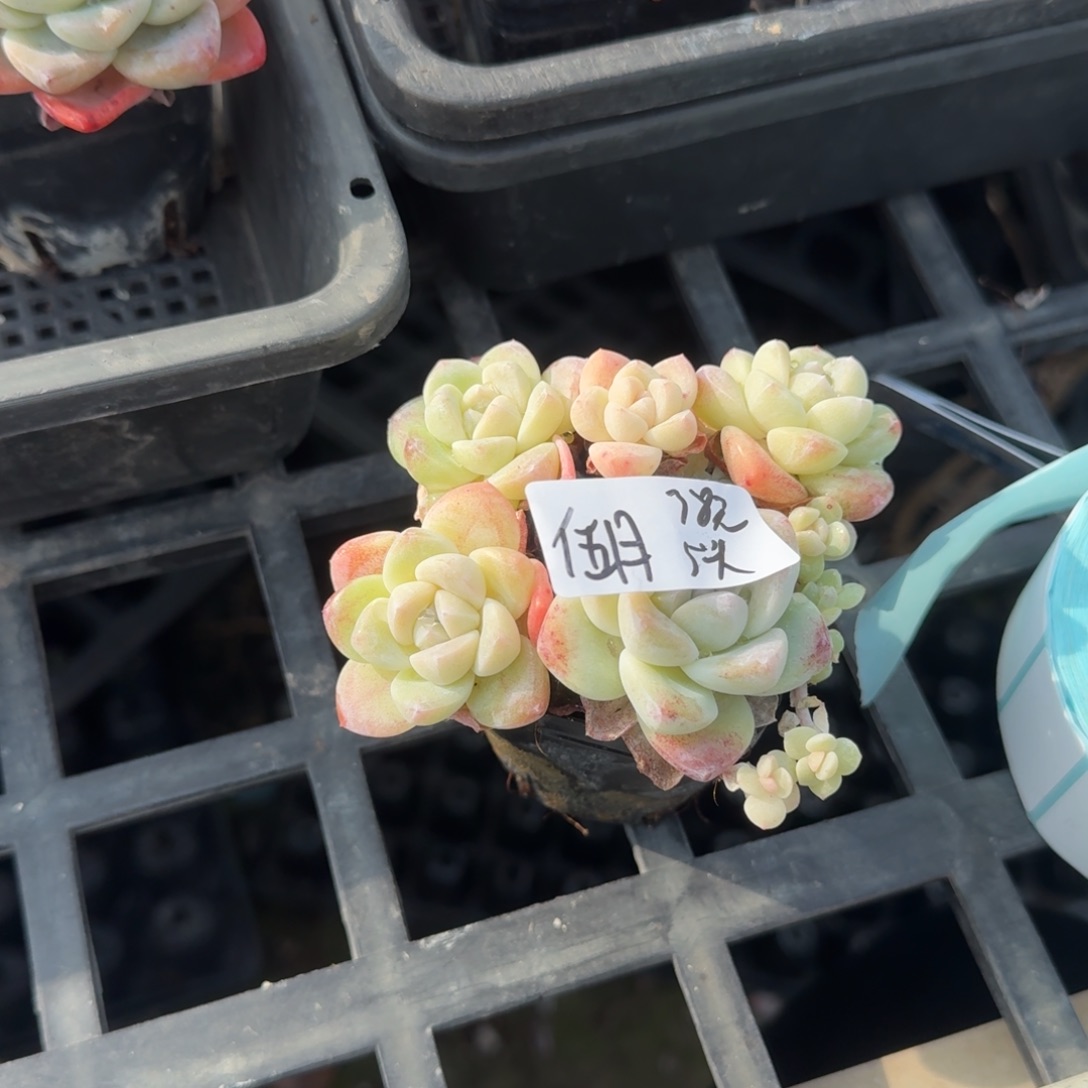 ?****哆咪五月冰玉5头